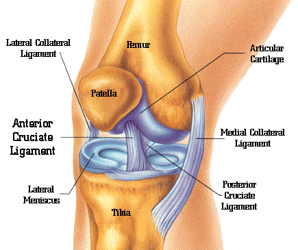 Knee Structure